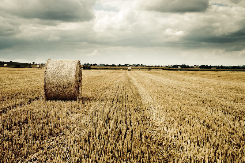 From the fields of Skåne (IV)