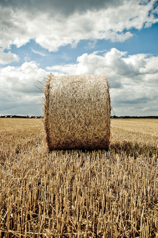 From the fields of Skåne (V)