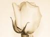Rose (I)