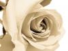 Rose (II)