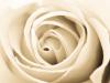 Rose (III)