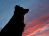 Silhouette in the sunset