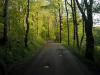 The road oft taken