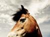 Horse's head