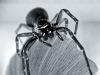 Spider's Formal Portrait