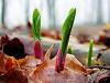 Spring has sprung