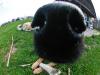 A dog's life