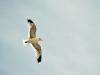 The gull