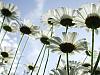 Under the canopy of daisies