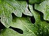 Leaves in the rain (I)