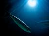 Under the (simulated) sea