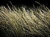 Field grass