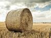 From the fields of Skåne (I)