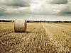 From the fields of Skåne (IV)