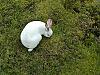 Bunny for Mr. Barry