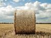 From the fields of Skåne (V)