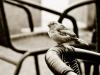 The feathered beggar