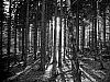 Forest for the trees
