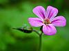 Purple bloom