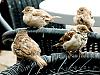 Birds of a feather