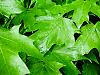 Leaves in the rain