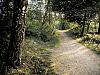 The path home