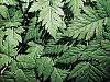 Layers of leaves