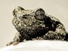 Froggy's formal portrait