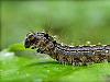 Caterpillar in the rain