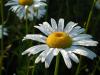 Daisies