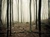Foggy woods
