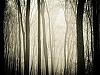 Foggy woods (II)