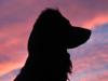 Hedwig in the sunset