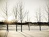 Bare branches