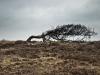 Windswept