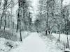 Winter path