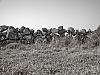 The stone fence of questionable purpose