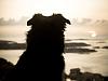 Even dogs enjoy a sunset