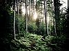 From the forests of eastern Ontario