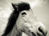 The (imperfect) portrait of a horse