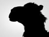 Name that animal (Circus edition)