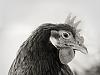 Portrait of a chicken
